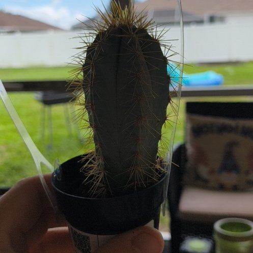 Photo of the plant species Blue Torch Cactus by @BossGoldwire4 named Shakira on Greg, the plant care app