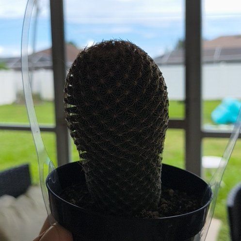 Photo of the plant species Wave Cactus by @BossGoldwire4 named Harry on Greg, the plant care app