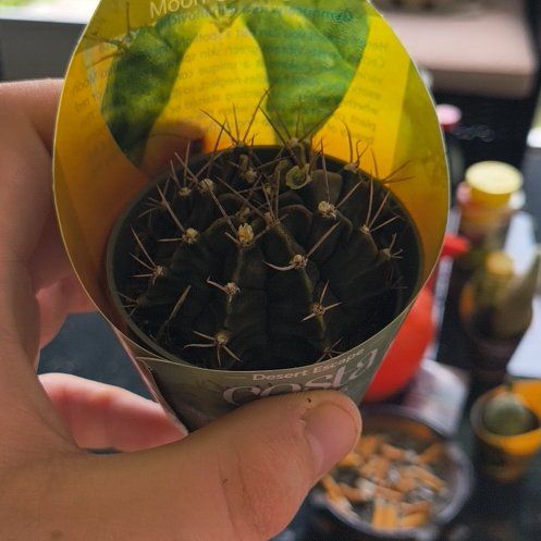 Photo of the plant species Variegated Moon Cactus by @BossGoldwire4 named Morgan Treeman on Greg, the plant care app