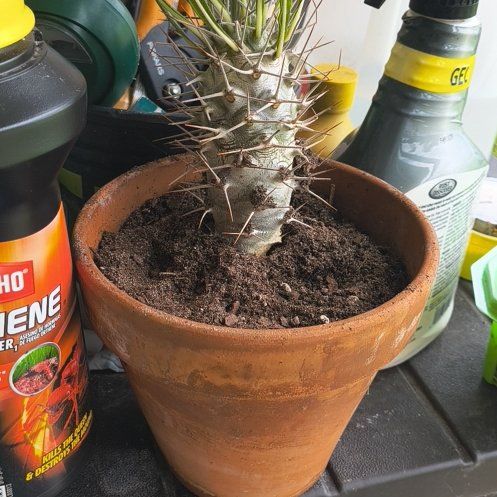 Photo of the plant species Silver Madagascar Palm by @BossGoldwire4 named Maurice on Greg, the plant care app