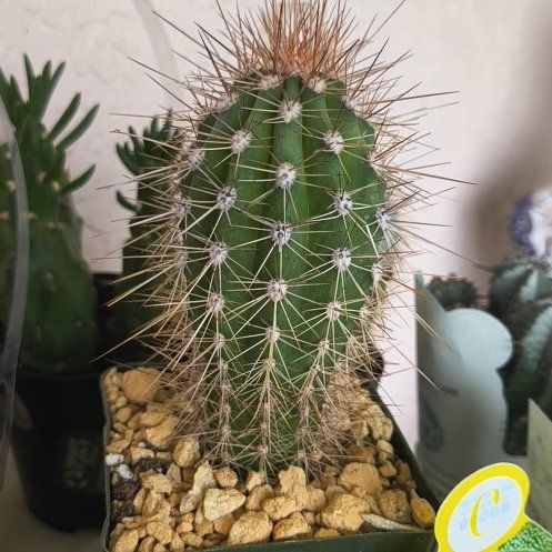 Photo of the plant species Mexican Giant Cactus by @BossGoldwire4 named Remington on Greg, the plant care app