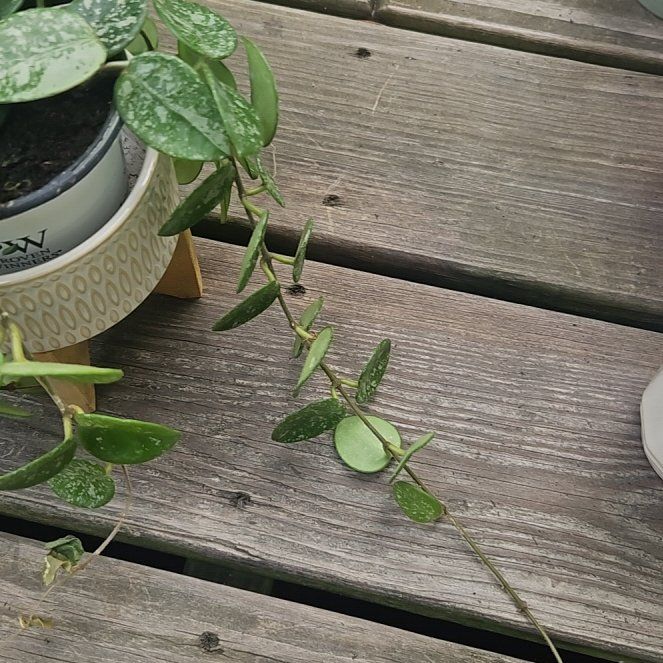 Photo of the plant species Hoya Hybrid by @HappyEndive15 named Sproutacus on Greg, the plant care app