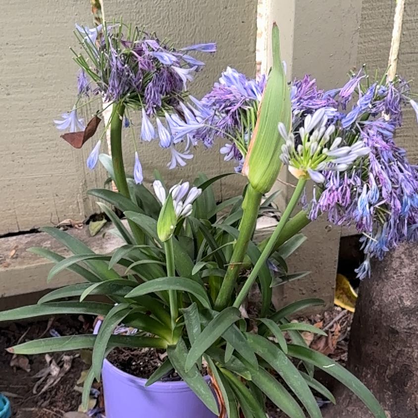 Photo of the plant species Blue Lily by @YokeCrassula54 named Cleopatra back on Greg, the plant care app