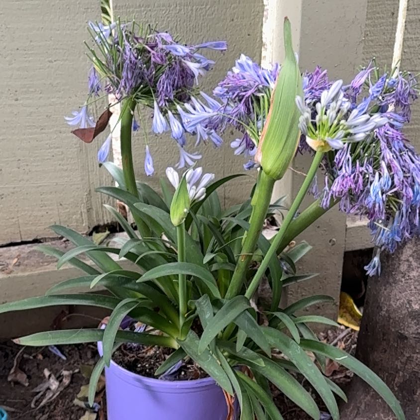 Photo of the plant species Blue Lily by @YokeCrassula54 named ChloroPhil on Greg, the plant care app