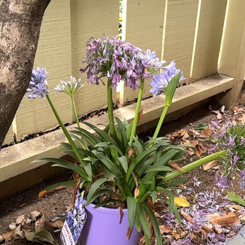 Photo of the plant species Blue Lily by @YokeCrassula54 named Harper back on Greg, the plant care app