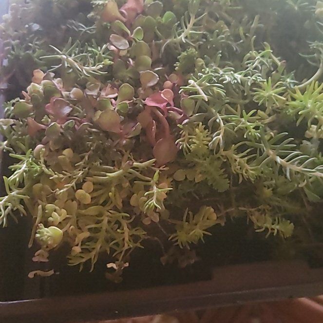 Photo of the plant species Oregon Stonecrop by @ActualBetel7 named Bodhi on Greg, the plant care app
