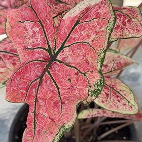 Photo of the plant species Caladium Heart to Heart® Splash of Wine by @YeveVeilwort37 named Strawberry Shortcake on Greg, the plant care app