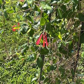 Photo of the plant species Coral Honeysuckle by @YeveVeilwort37 named Honey on Greg, the plant care app