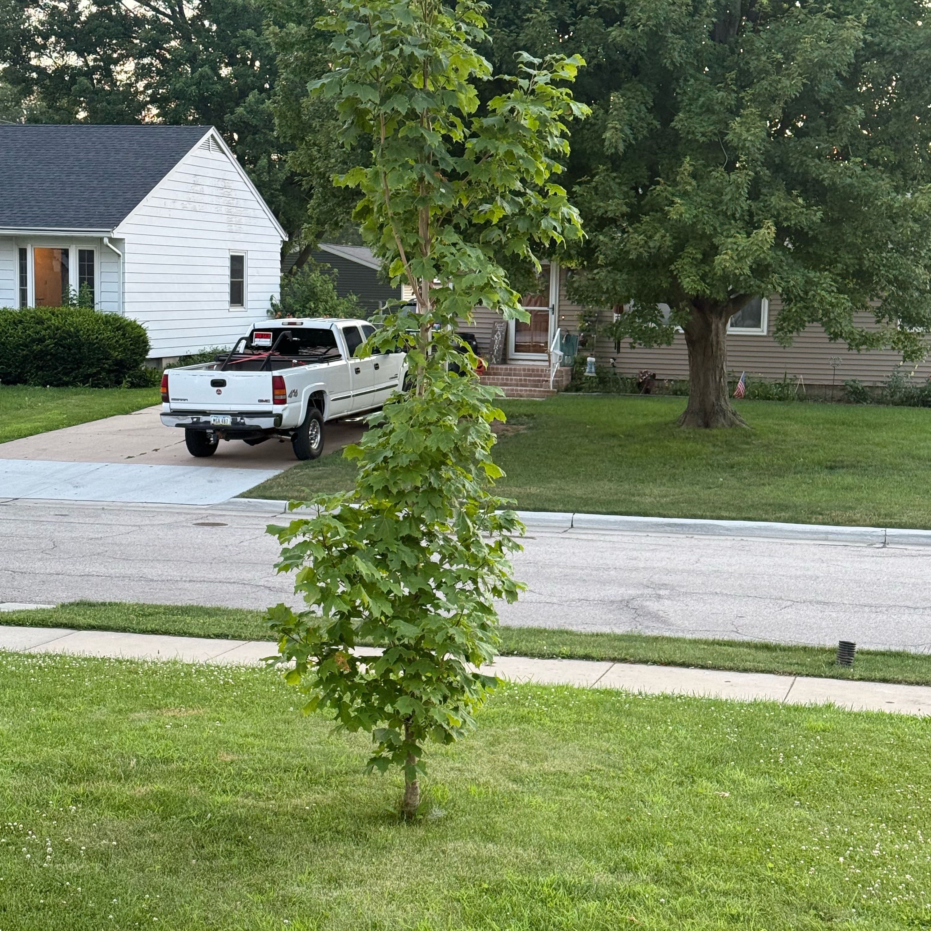 Photo of the plant species Norway Maple by @YeveVeilwort37 named Mollie on Greg, the plant care app