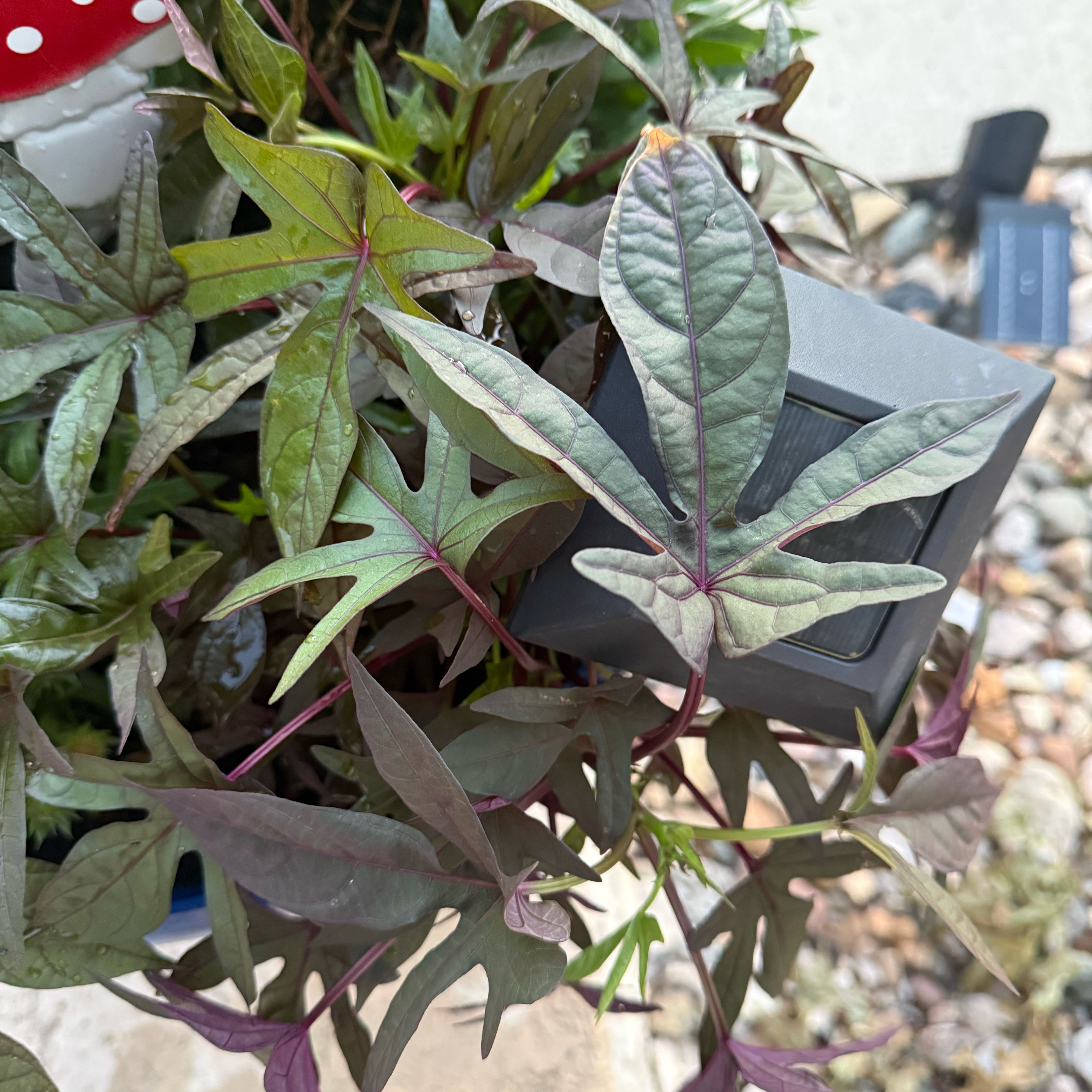 Photo of the plant species Roselle by @YeveVeilwort37 named Oliver on Greg, the plant care app