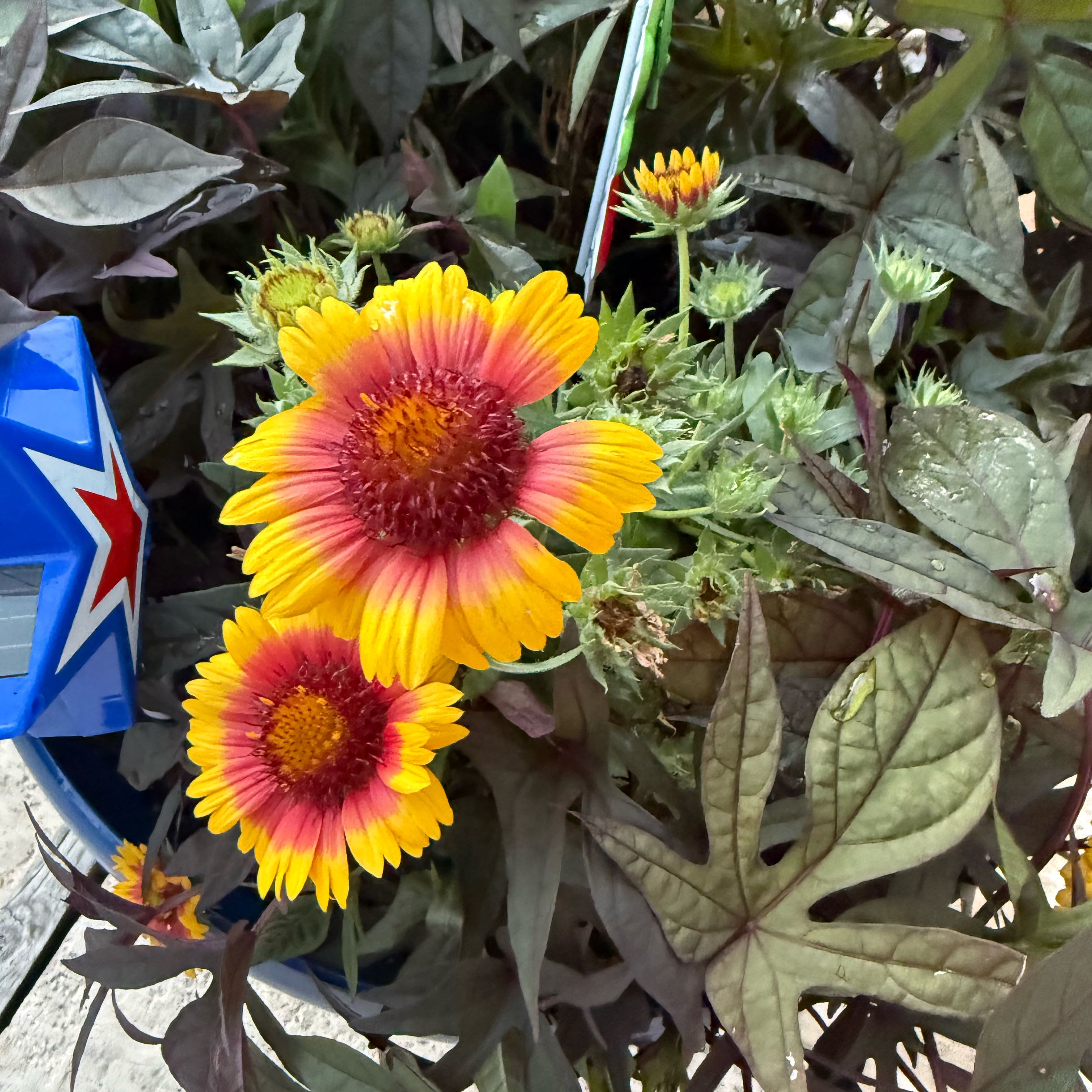 Photo of the plant species Great Blanket Flower by @YeveVeilwort37 named Dobby on Greg, the plant care app