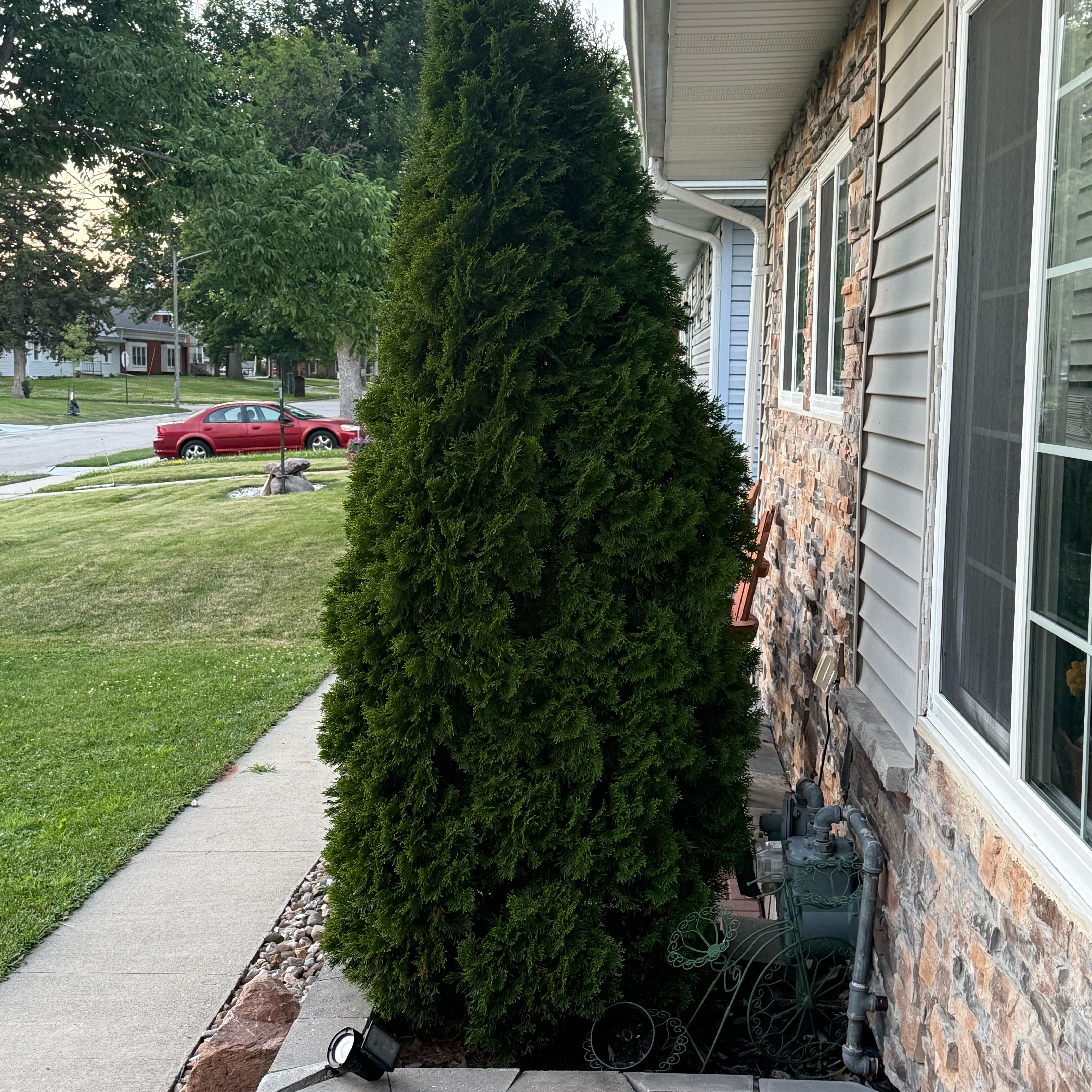 Photo of the plant species Arborvitae by @YeveVeilwort37 named Winston on Greg, the plant care app