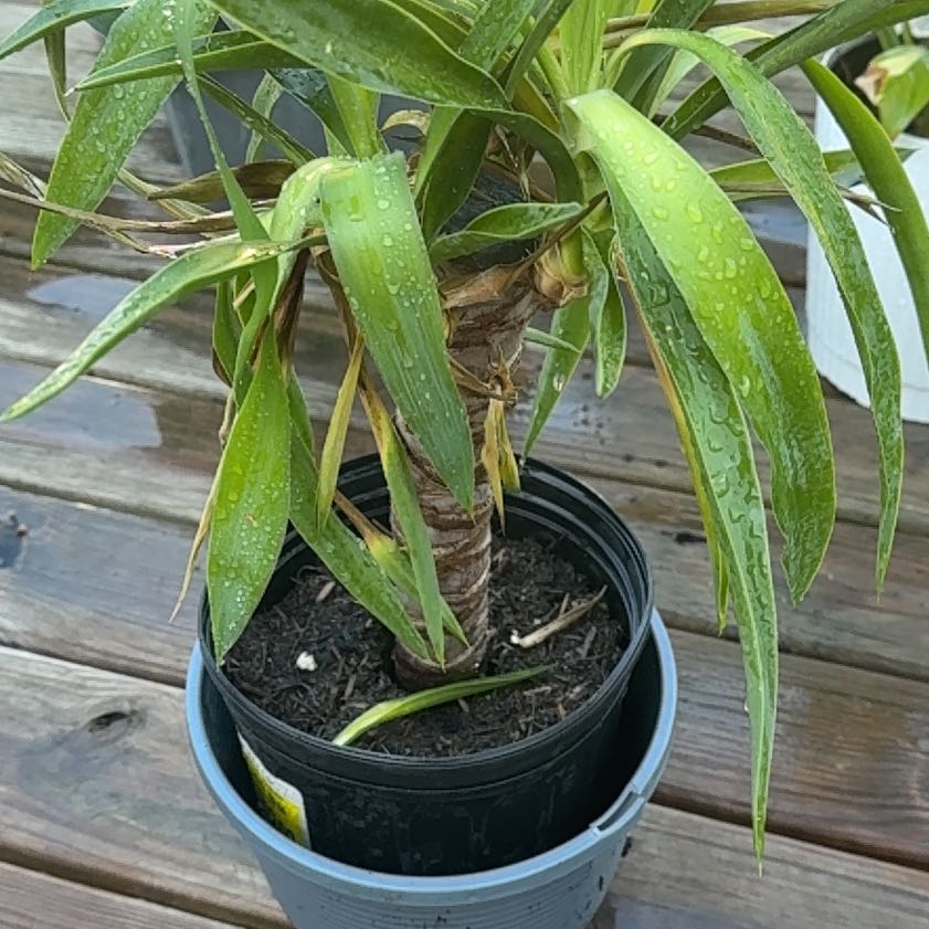 Photo of the plant species Spineless yucca by @YeveVeilwort37 named Hey-Hey on Greg, the plant care app