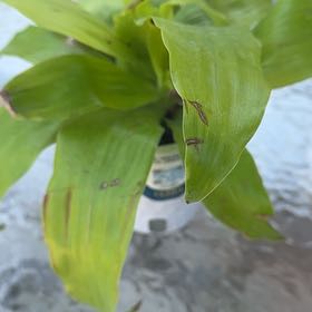 Photo of the plant species Dracaena Limelight by @YeveVeilwort37 named Matcha on Greg, the plant care app