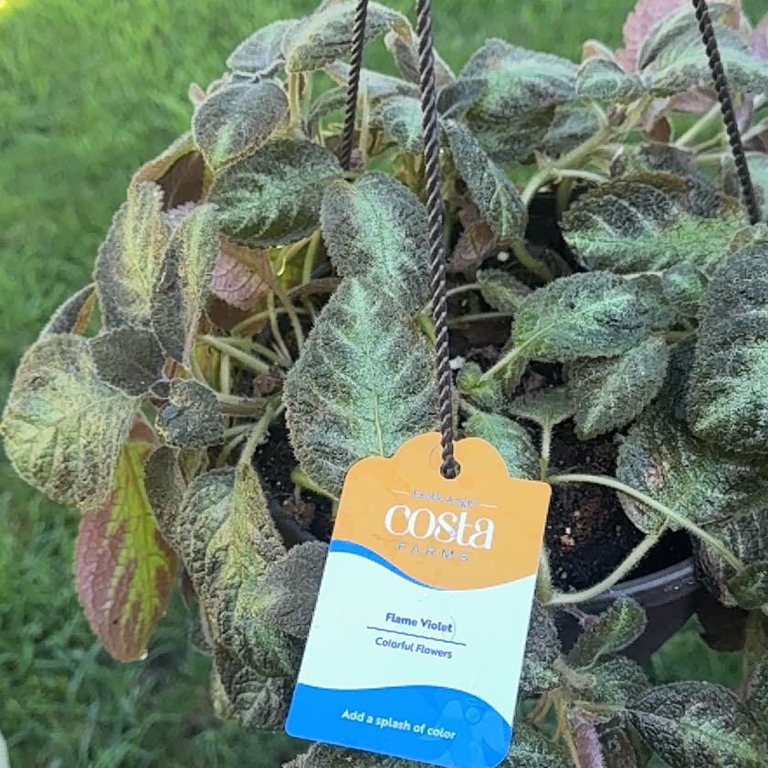 Photo of the plant species Flame Violet by @YeveVeilwort37 named Violet on Greg, the plant care app