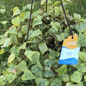 Photo of the plant species English Ivy variegated by @YeveVeilwort37 named Pamela on Greg, the plant care app