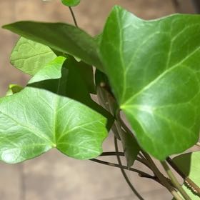 Photo of the plant species Algerian Ivy by @YeveVeilwort37 named Albee on Greg, the plant care app