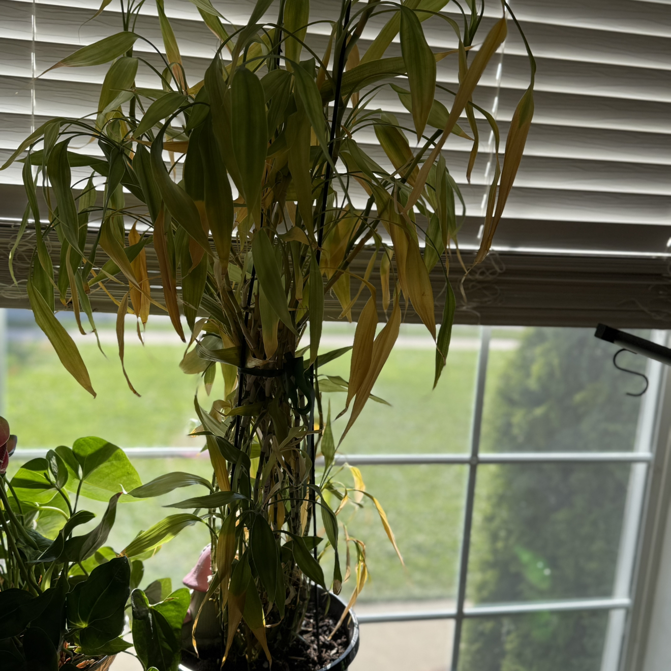 Photo of the plant species bamboo by @YeveVeilwort37 named Hope on Greg, the plant care app