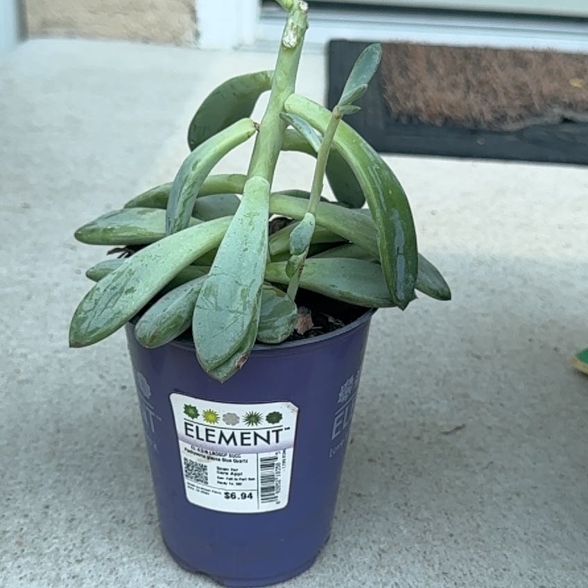 Photo of the plant species Pachyveria 'Blue Quartz' by @KeyTreeivy57 named Osmo on Greg, the plant care app