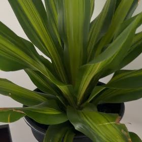 Plantia