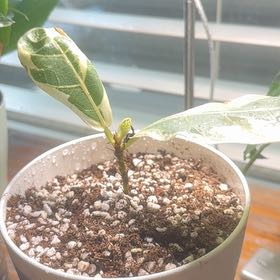 Photo of the plant species Variegated Weeping Fig by @Kristie47 named Figgy Smalls on Greg, the plant care app