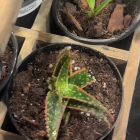 Photo of the plant species Starfish Aloe by @Kristie47 named Fawkes on Greg, the plant care app