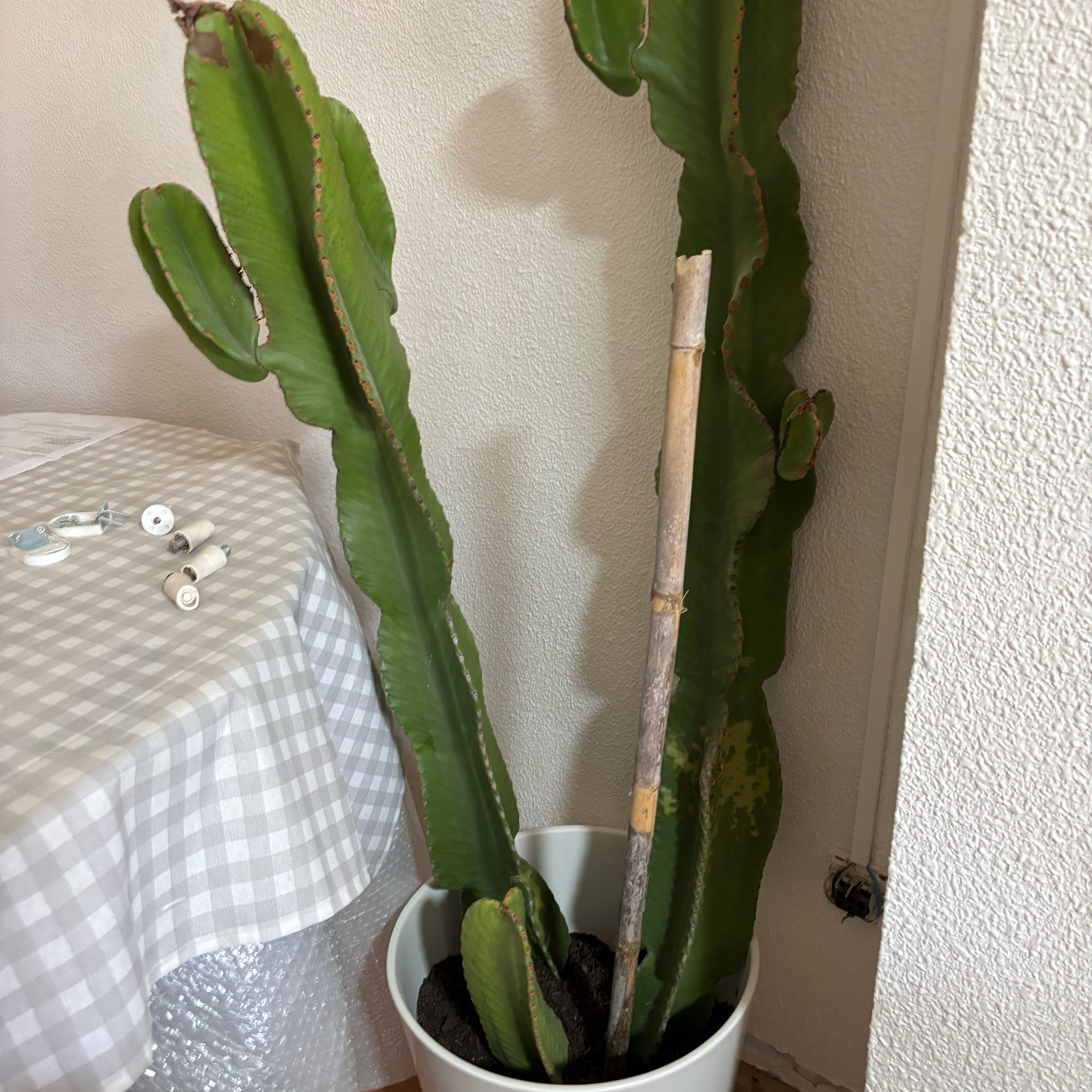Photo of the plant species Euphorbia Ingens by @PerkySuriana70 named Willow on Greg, the plant care app