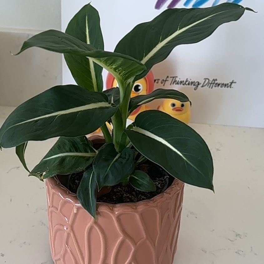 Photo of the plant species Stromanthe sanguinea 'Tricolor' by @ExecSaguaro59 named Naomi on Greg, the plant care app