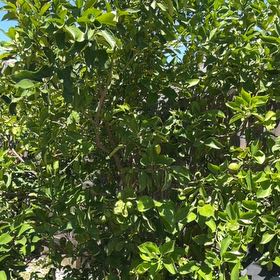 Photo of the plant species lemon tree by @MajorBalsam58 named Achilles on Greg, the plant care app