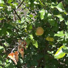 Photo of the plant species Apple by @MajorBalsam58 named Queen on Greg, the plant care app