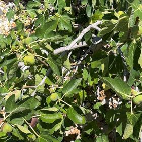 Photo of the plant species Brown Turkey Fig by @MajorBalsam58 named Pax on Greg, the plant care app