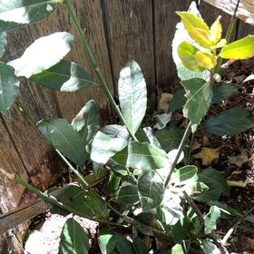 Photo of the plant species Bay Laurel by @MajorBalsam58 named Marley on Greg, the plant care app
