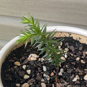 Photo of the plant species Monkey Puzzle Tree by @ManyChayote97 named The Monkeys on Greg, the plant care app