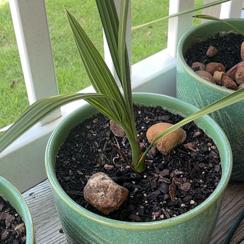 Photo of the plant species Date Palm Tree by @ManyChayote97 named Medjools on Greg, the plant care app