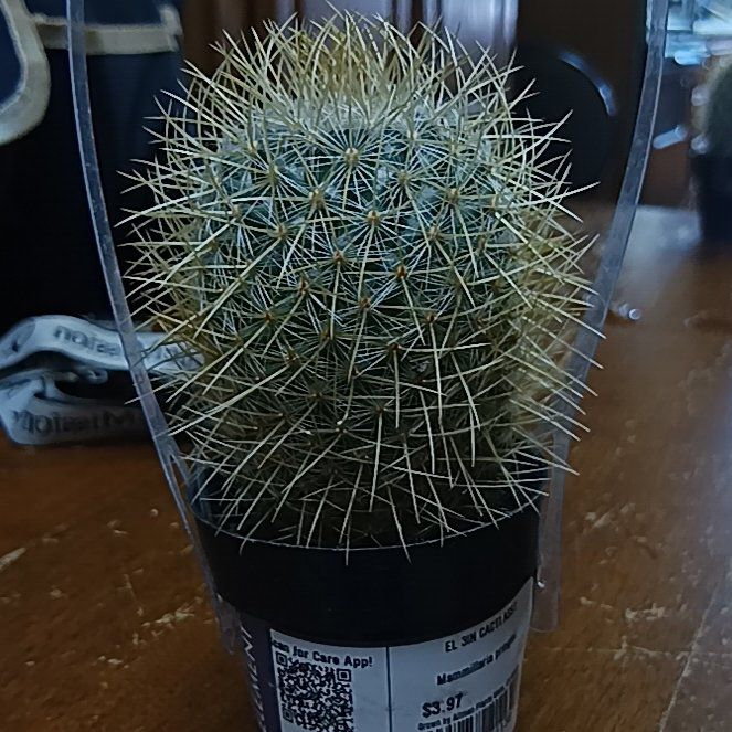 Photo of the plant species Mammillaria pringlei by @Otto named Otto Jr on Greg, the plant care app