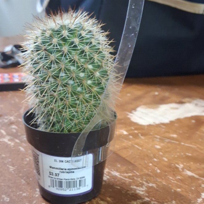 Photo of the plant species Mammillaria spinosissma f. rubrispina by @EntirelyBacopa named Eli junior on Greg, the plant care app