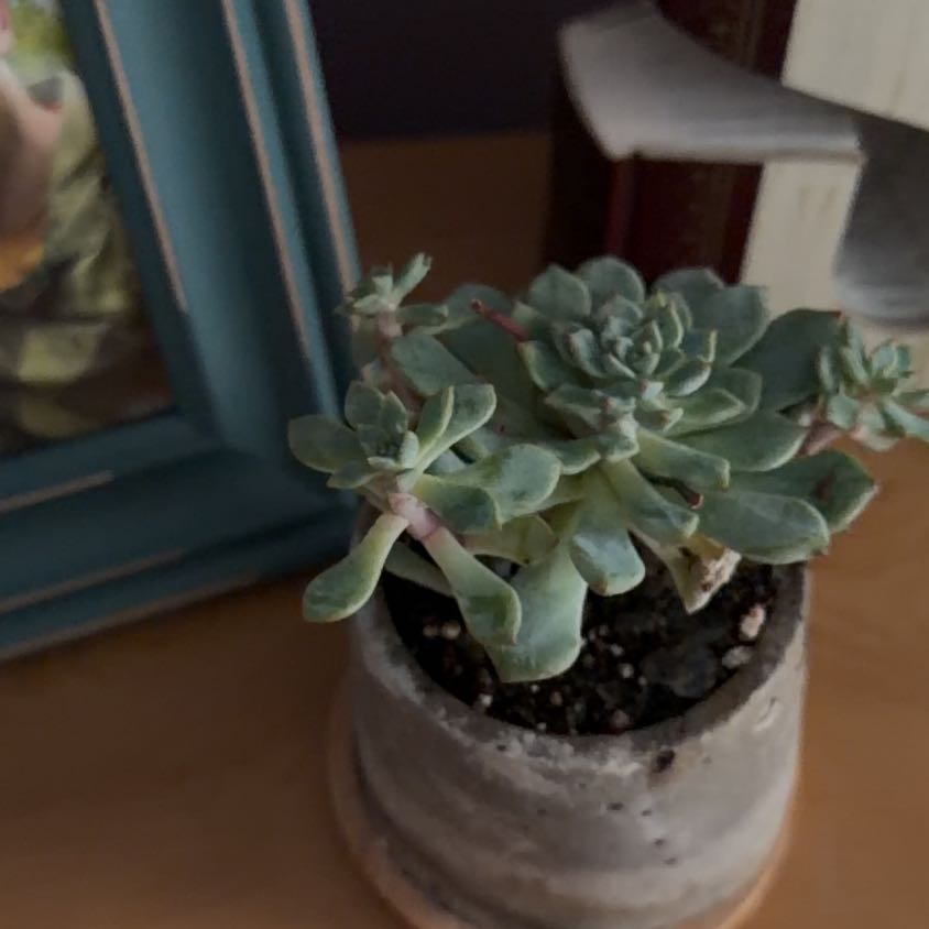 Photo of the plant species Echeveria Ruby Kissed by @SlickAirplant22 named Plato on Greg, the plant care app