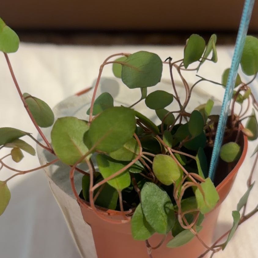 Photo of the plant species Maidenhair Vine by @CivicRaspfern97 named Stella on Greg, the plant care app
