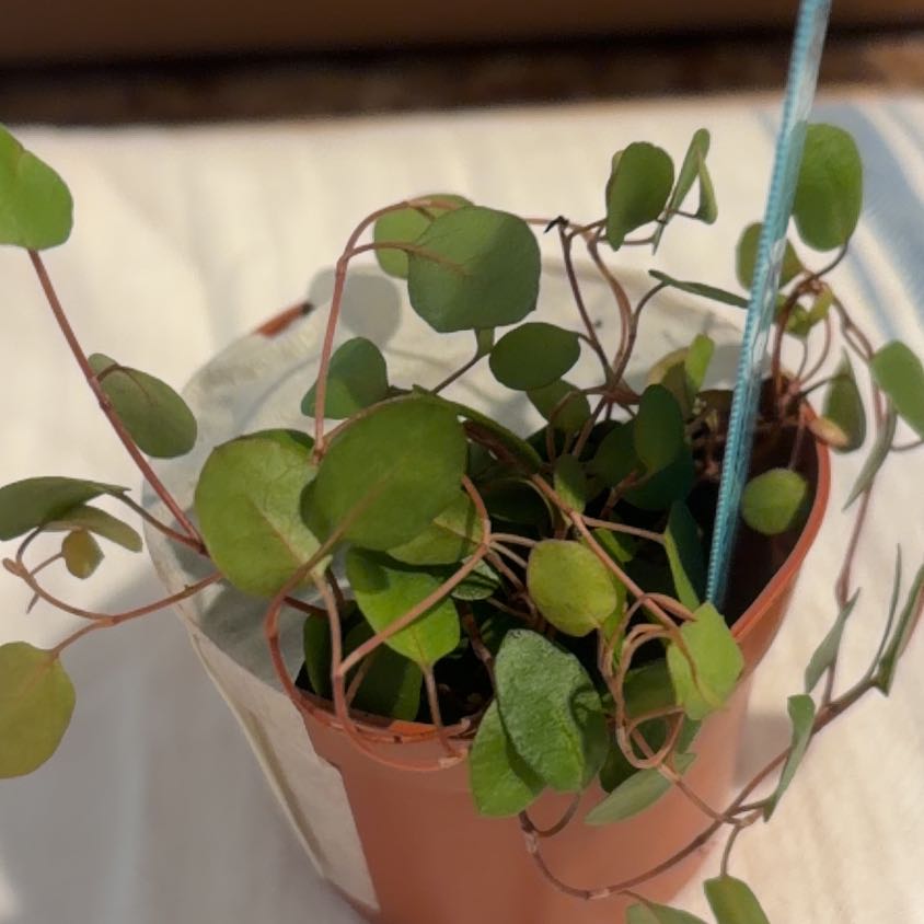 Photo of the plant species Maidenhair Vine by @CivicRaspfern97 named Treeyoncé on Greg, the plant care app