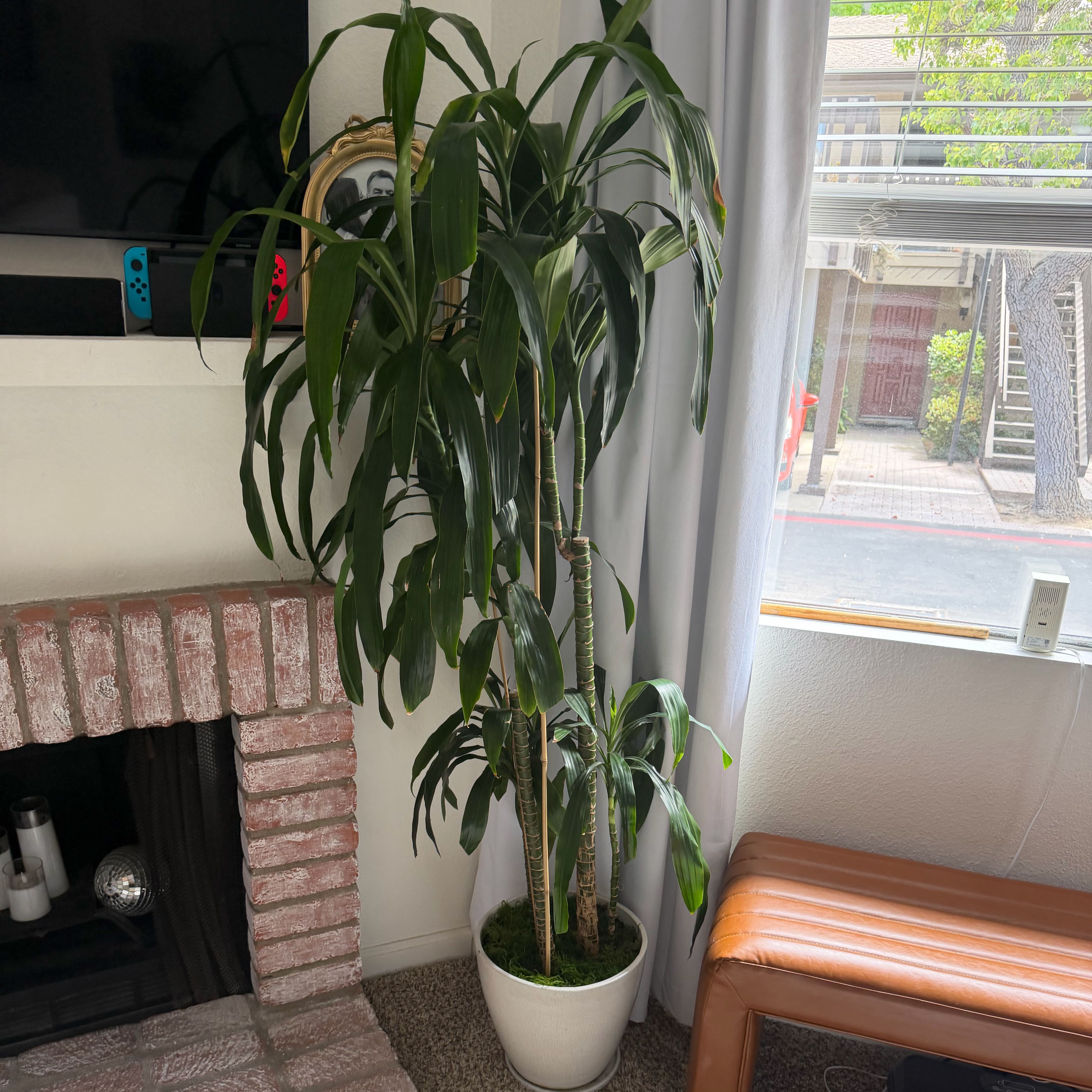 Photo of the plant species Dracaena 'Lisa' by @TubularGinger69 named da Vinci on Greg, the plant care app