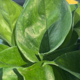 Photo of the plant species Global Green Pothos by @PetPlanera28 named Sir Plancelot on Greg, the plant care app