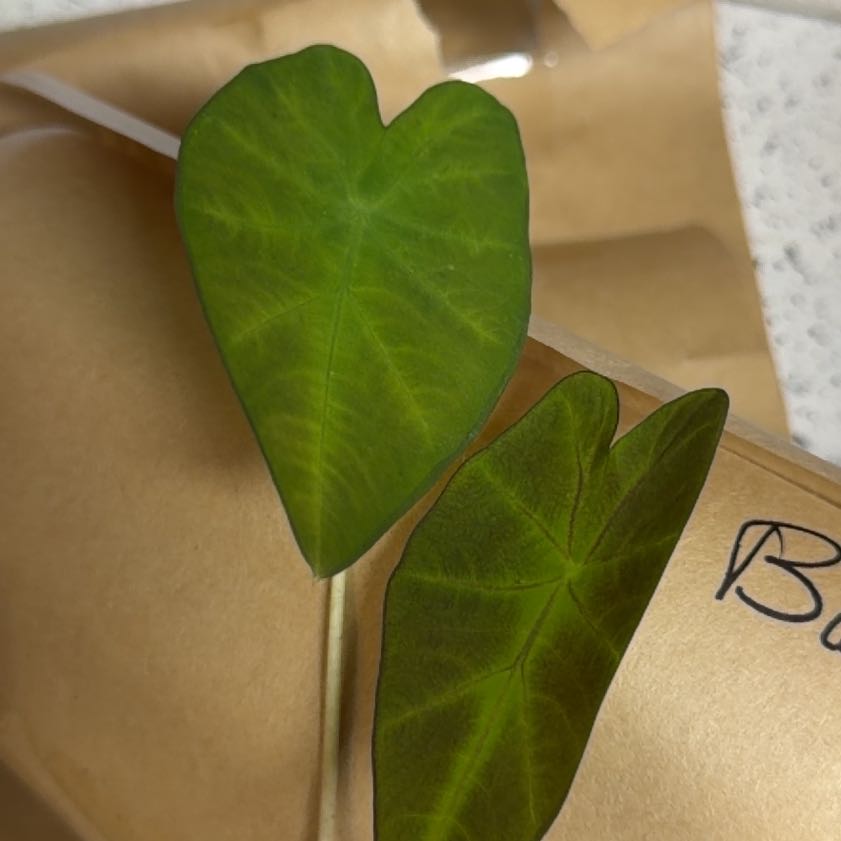 Photo of the plant species Colocasia 'Black Beauty' by @PetPlanera28 named Aria on Greg, the plant care app