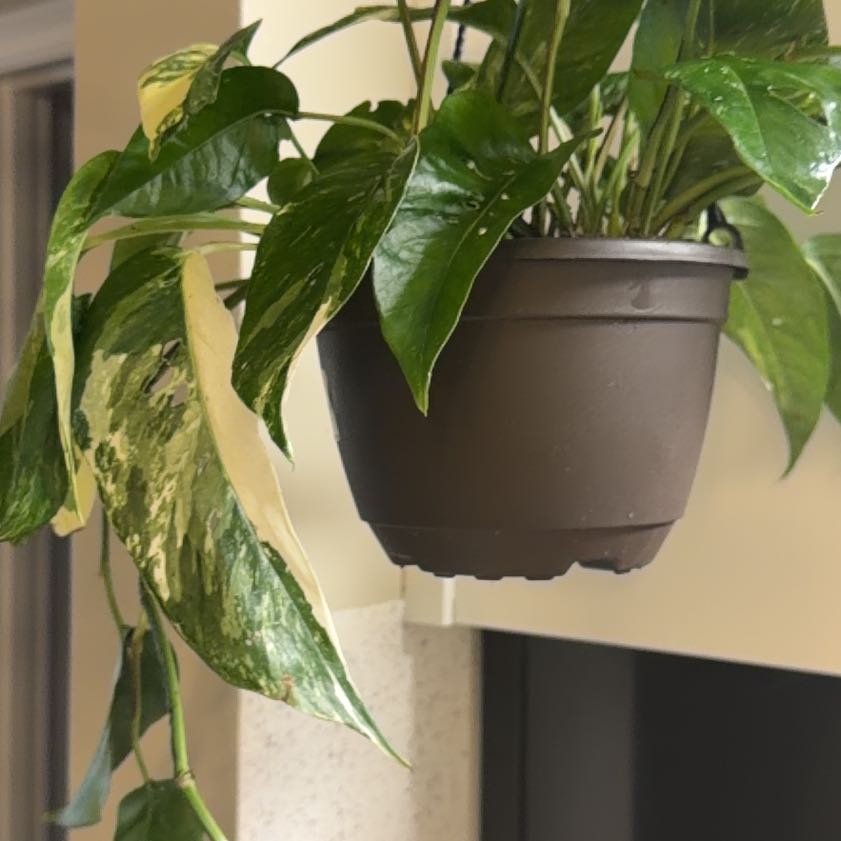Photo of the plant species Pothos Albo by @PetPlanera28 named Plato on Greg, the plant care app