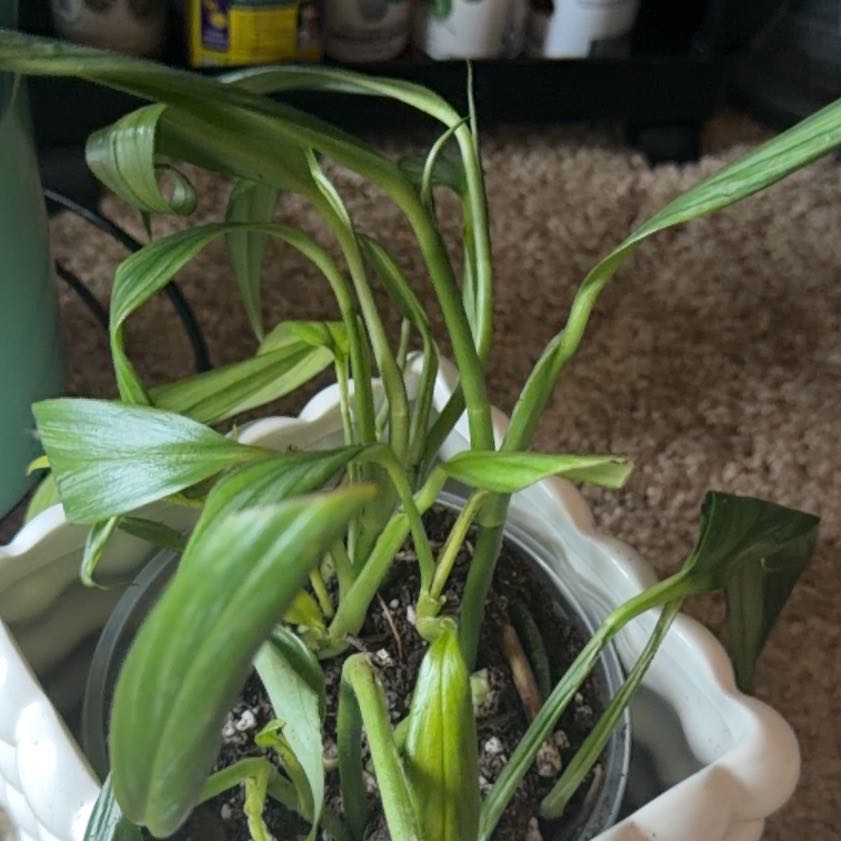 Photo of the plant species amplissimum silver by @PetPlanera28 named Ulysses S Plant on Greg, the plant care app