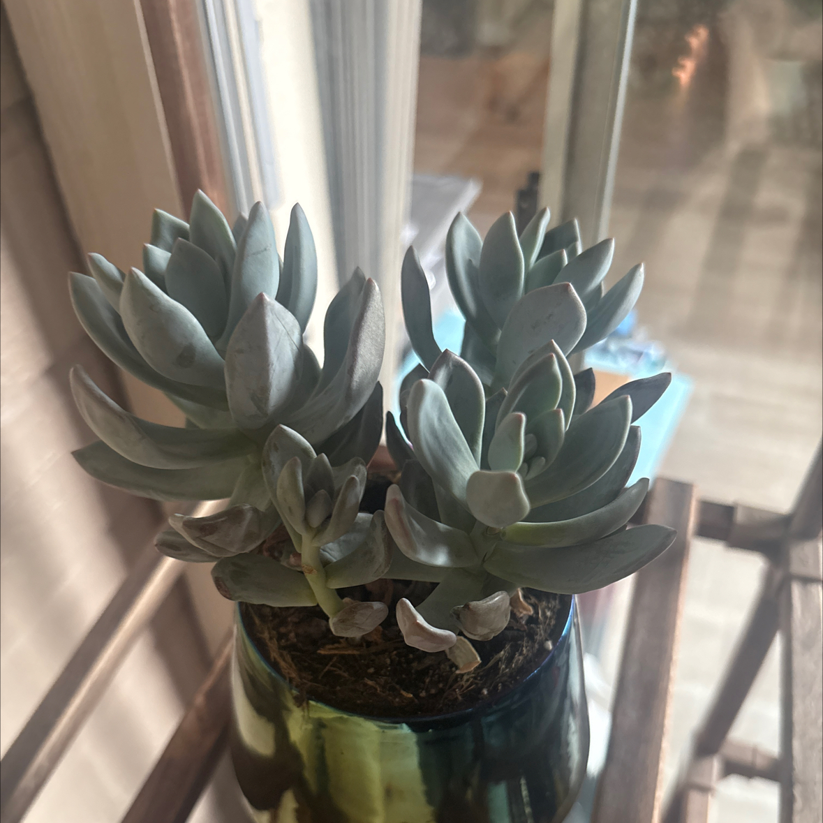 Photo of the plant species Pachyveria 'Powder Puff' by @stoplckngmyneck named Rei on Greg, the plant care app