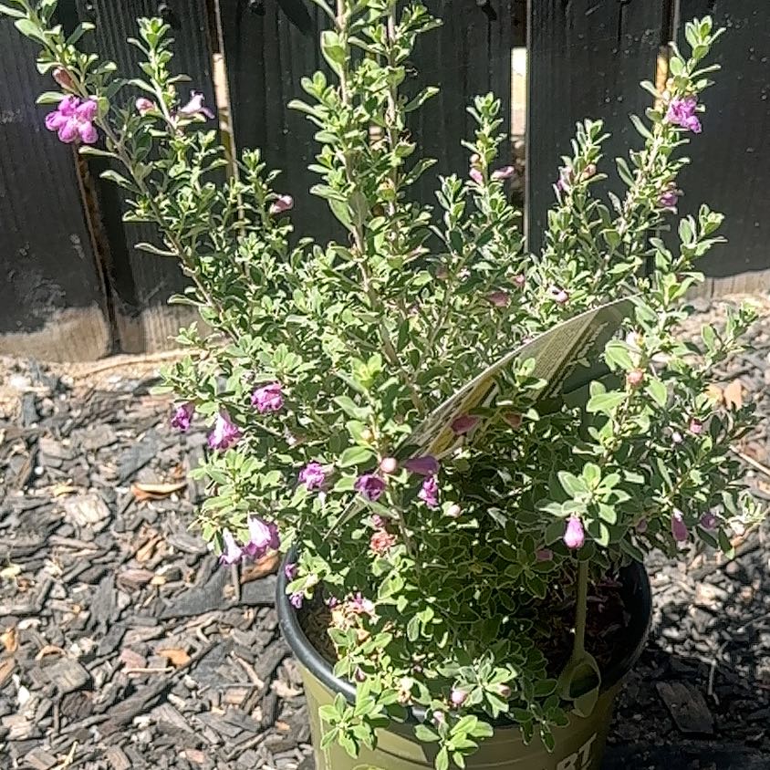Photo of the plant species Texas Barometer Bush by @NewWodyetia47 named Winston on Greg, the plant care app