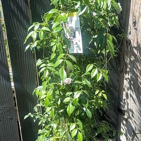 Photo of the plant species Bowerplant by @NewWodyetia47 named Peter Parker on Greg, the plant care app