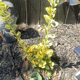 Photo of the plant species Japanese Spindle by @NewWodyetia47 named Keanu Leaves on Greg, the plant care app