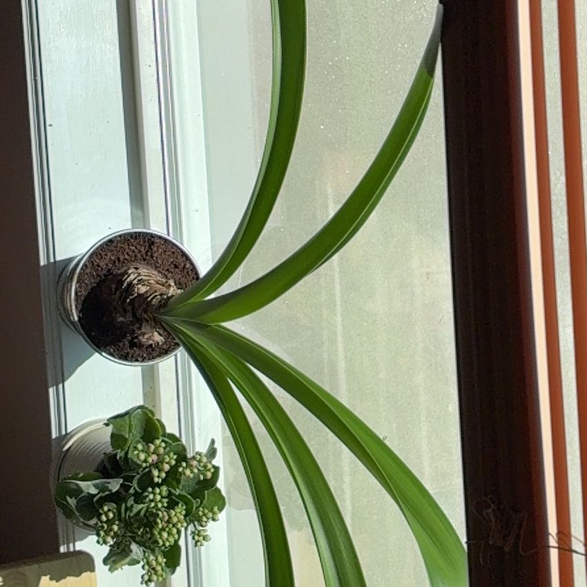 Photo of the plant species Minerva Amaryllis by @TimelyLime61 named Forrest on Greg, the plant care app