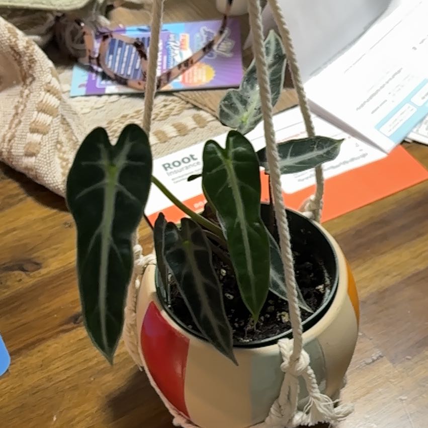 Photo of the plant species Stromanthe sanguinea 'Tricolor' by @PetDodder24 named Elle on Greg, the plant care app